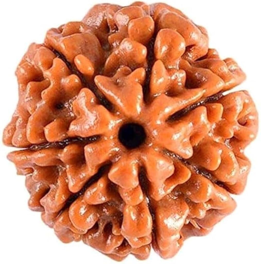 Saat Mukhi rudraksha