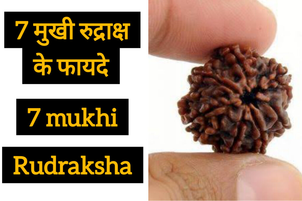 Saat Mukhi rudraksha