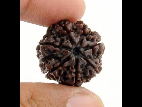 Saat Mukhi rudraksha