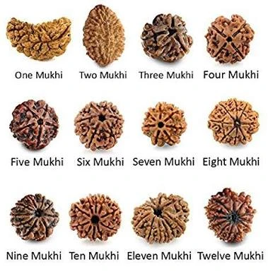 Saat Mukhi rudraksha