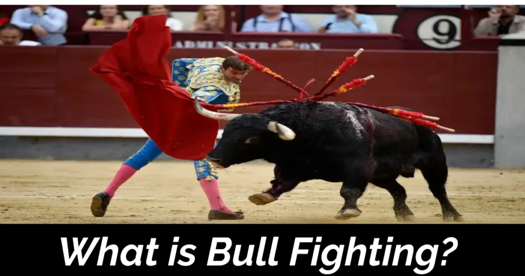 Bull Fighting